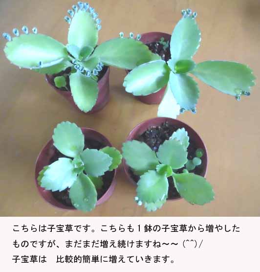 f:id:aguribiwako:20160917142047j:plain