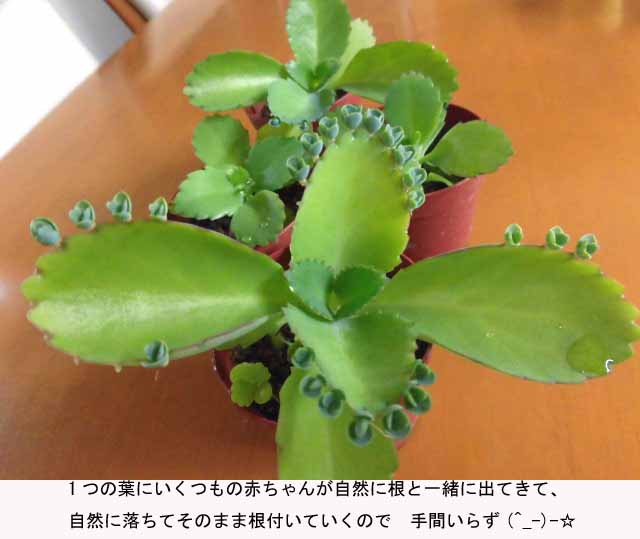 f:id:aguribiwako:20160917142114j:plain
