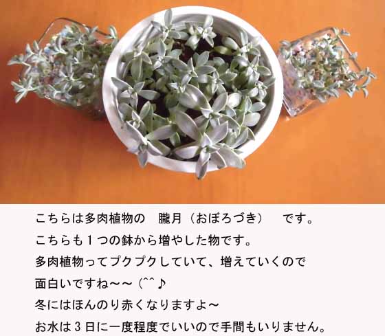 f:id:aguribiwako:20160917142134j:plain