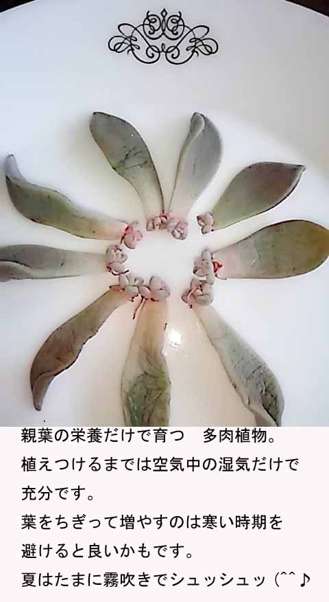 f:id:aguribiwako:20160917142212j:plain