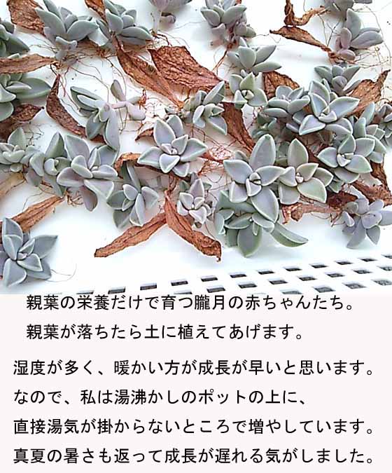 f:id:aguribiwako:20160917142223j:plain