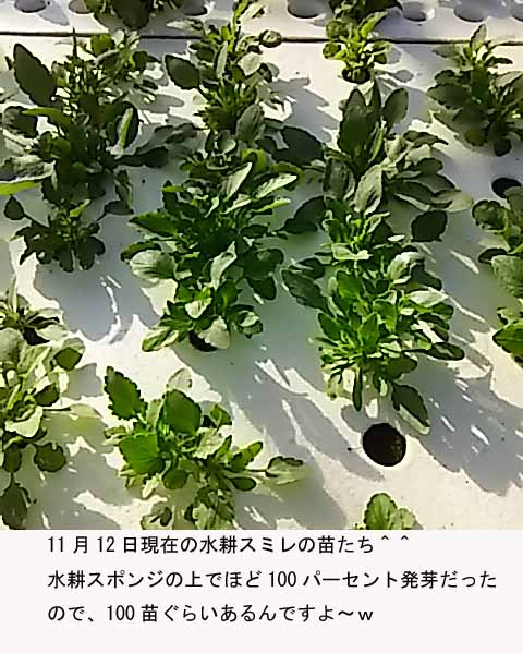 f:id:aguribiwako:20161115084336j:plain