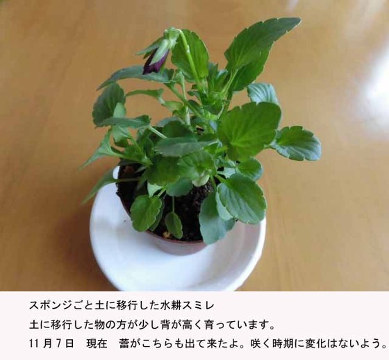 f:id:aguribiwako:20161115084451j:plain