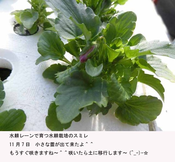 f:id:aguribiwako:20161115084505j:plain