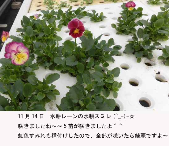f:id:aguribiwako:20161115084610j:plain