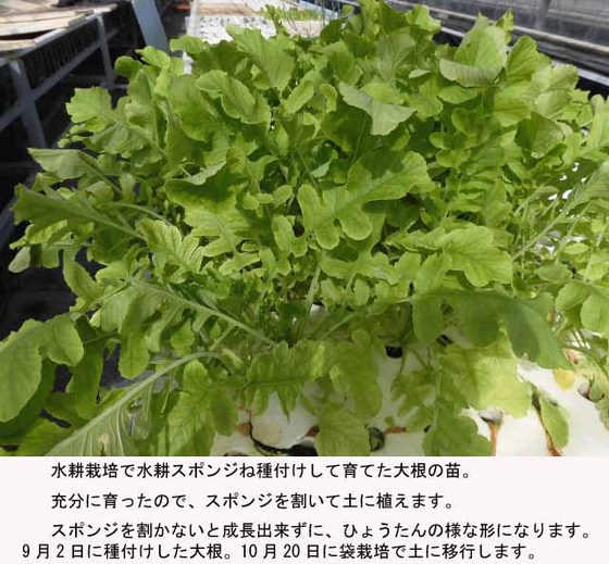 新品無料配達 ブレーキローター プラチナカット 11 8インチ ヒーゼン Jp 株式会社ヒロチー商事 Usa在庫あり ブレーキローター リア キジマ 11 8インチ 店 パフォーマンスマシン Pm1002