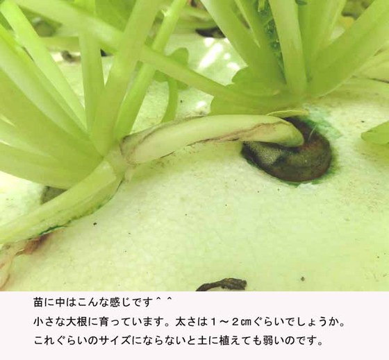 f:id:aguribiwako:20161115085054j:plain
