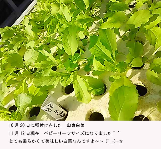 f:id:aguribiwako:20161115085354j:plain