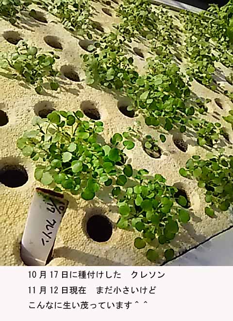 f:id:aguribiwako:20161115085400j:plain