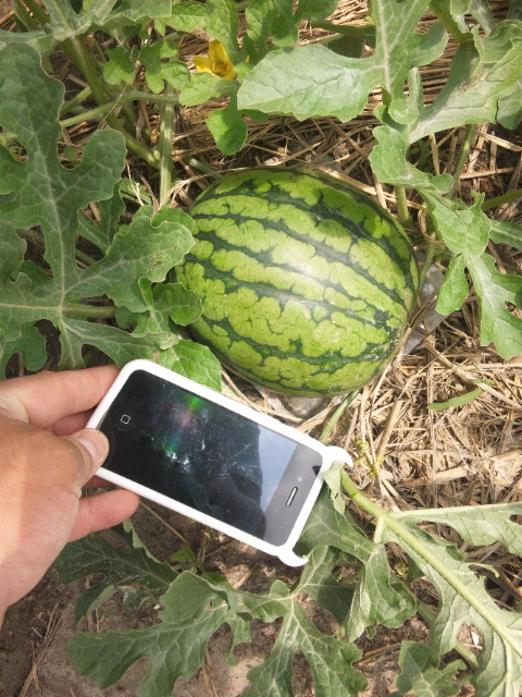 イメージ 1