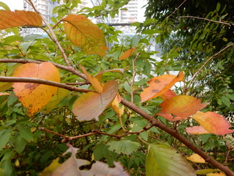 f:id:ah5318805:20191120085257j:plain