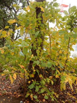 f:id:ah5318805:20191120085318j:plain