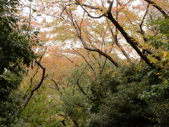 f:id:ah5318805:20191120085339j:plain