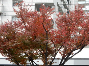 f:id:ah5318805:20191120085411j:plain