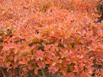 f:id:ah5318805:20191120085434j:plain