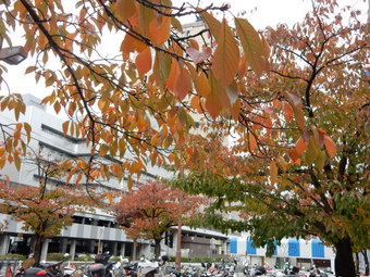 f:id:ah5318805:20191120085518j:plain