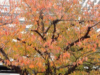 f:id:ah5318805:20191120085543j:plain