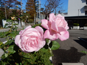 f:id:ah5318805:20191121094838j:plain