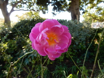 f:id:ah5318805:20191122093131j:plain