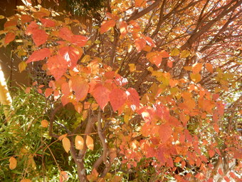 f:id:ah5318805:20191125091242j:plain