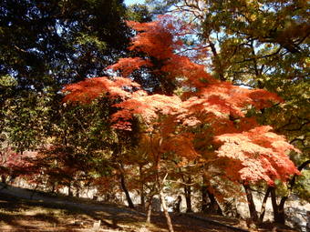 f:id:ah5318805:20191125091339j:plain