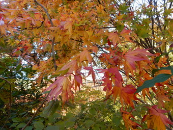 f:id:ah5318805:20191125091409j:plain