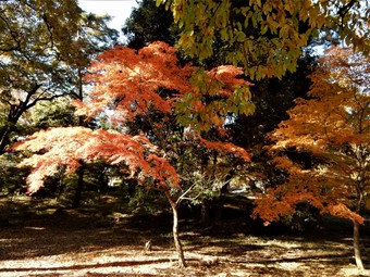 f:id:ah5318805:20191125091443j:plain