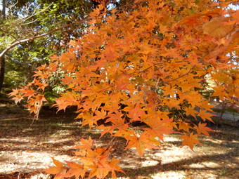 f:id:ah5318805:20191125091508j:plain