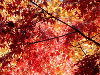 f:id:ah5318805:20191125091730j:plain