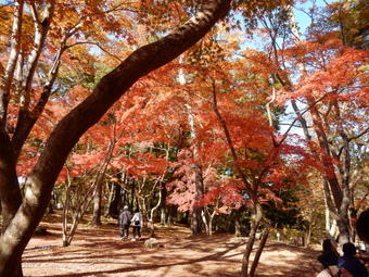 f:id:ah5318805:20191126092239j:plain