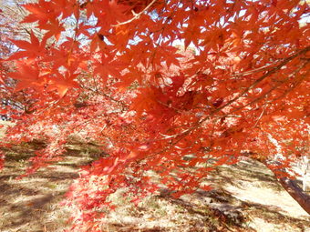 f:id:ah5318805:20191126092305j:plain