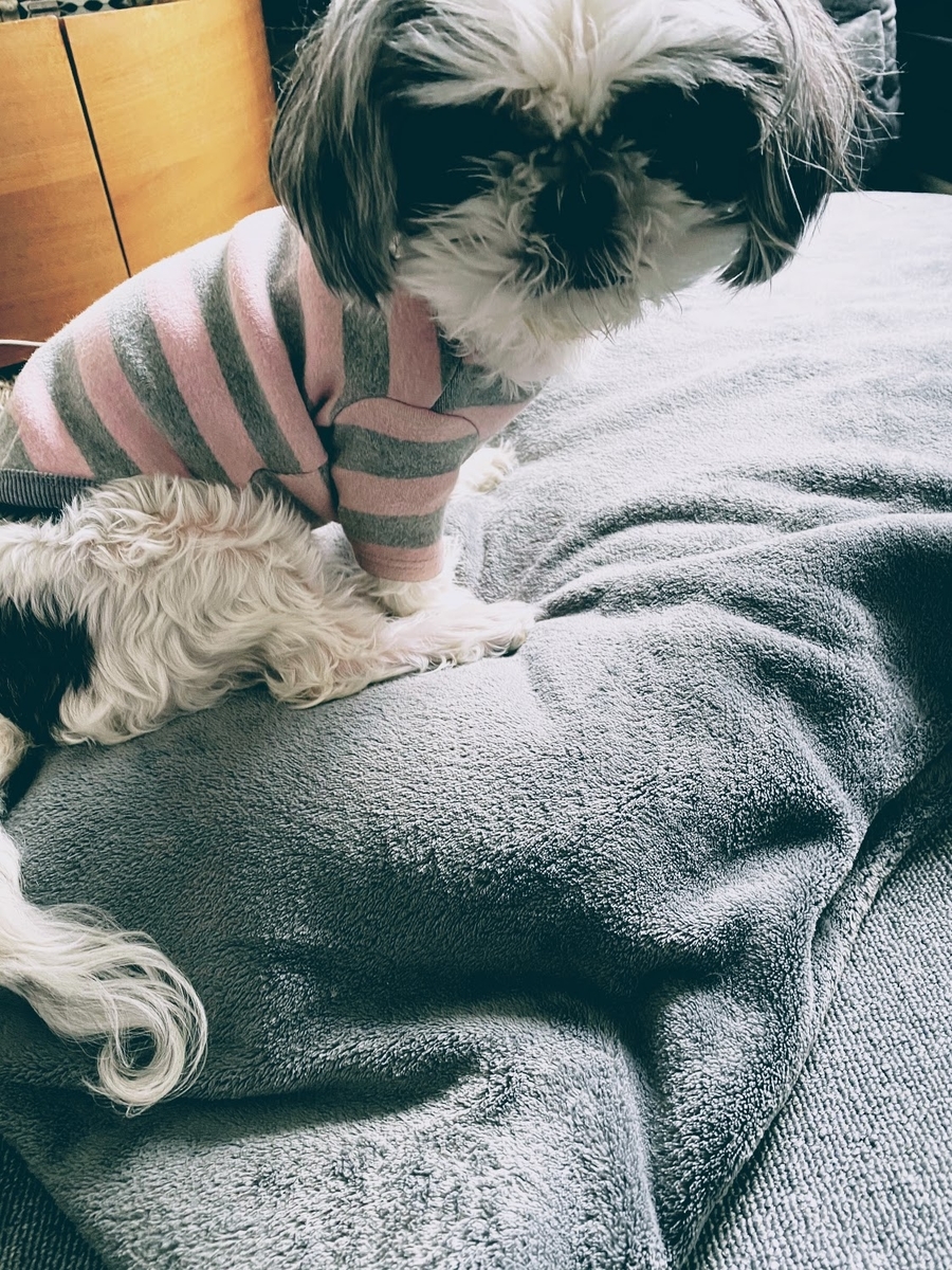 f:id:ahappydog:20201104024536j:plain