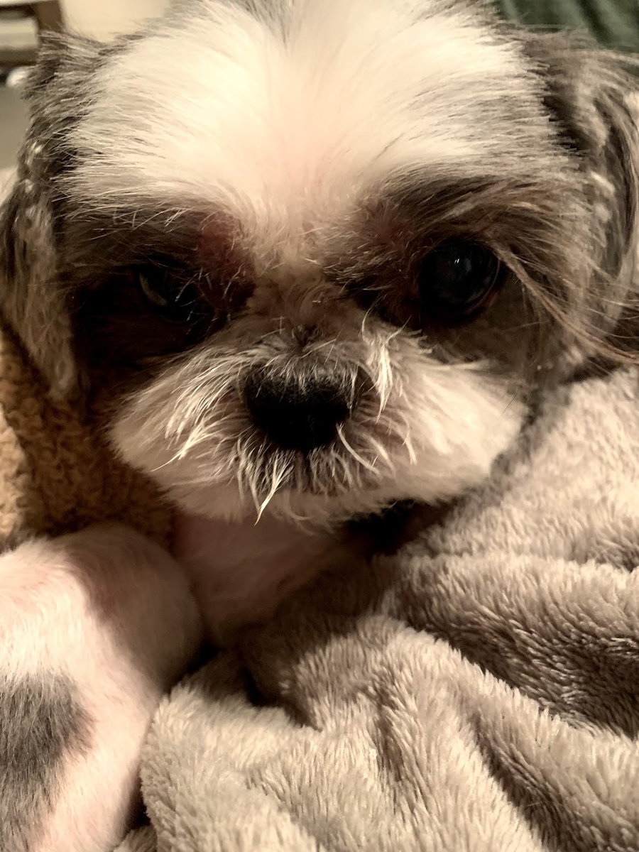 f:id:ahappydog:20201106025023j:plain