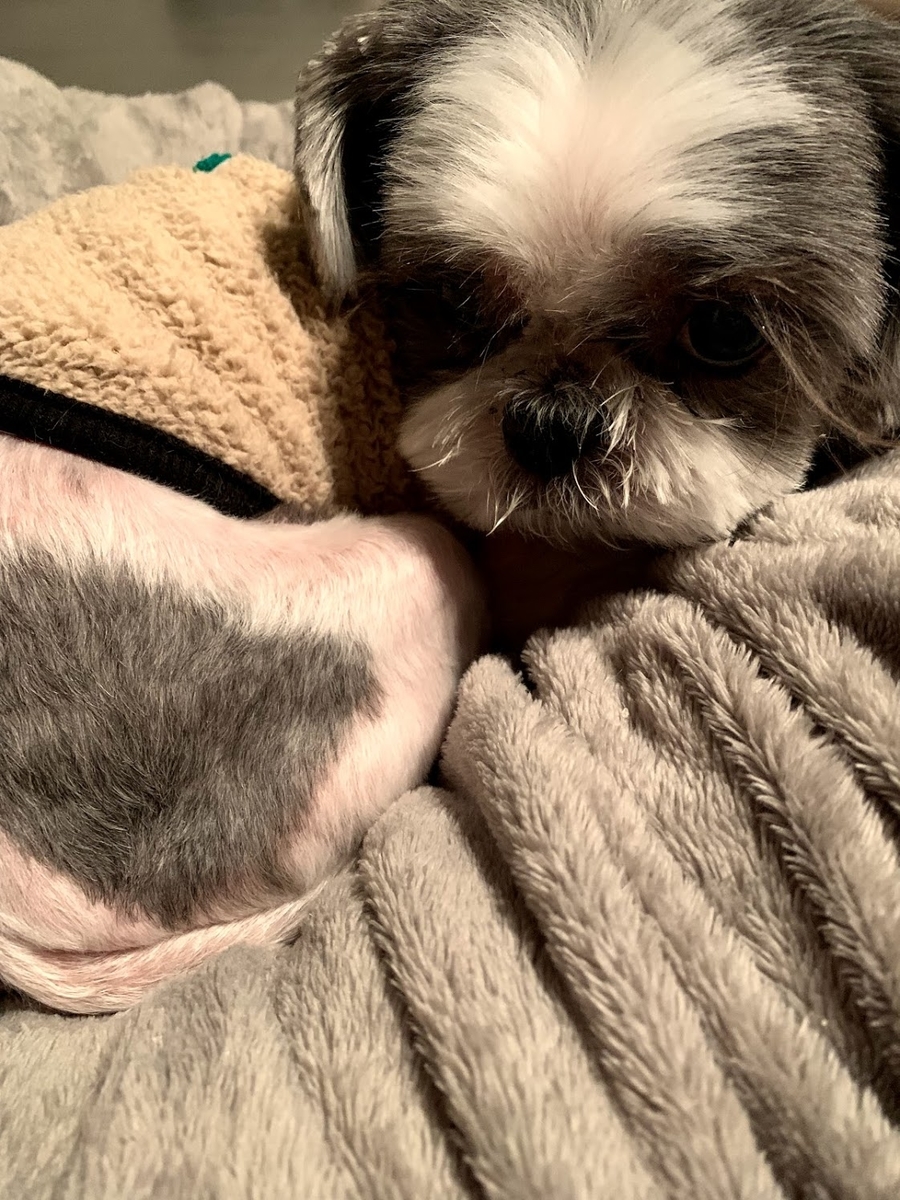 f:id:ahappydog:20201106025026j:plain