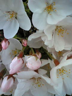 05-04-07_17-31.jpg