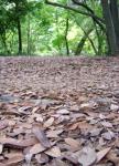leaves.jpg