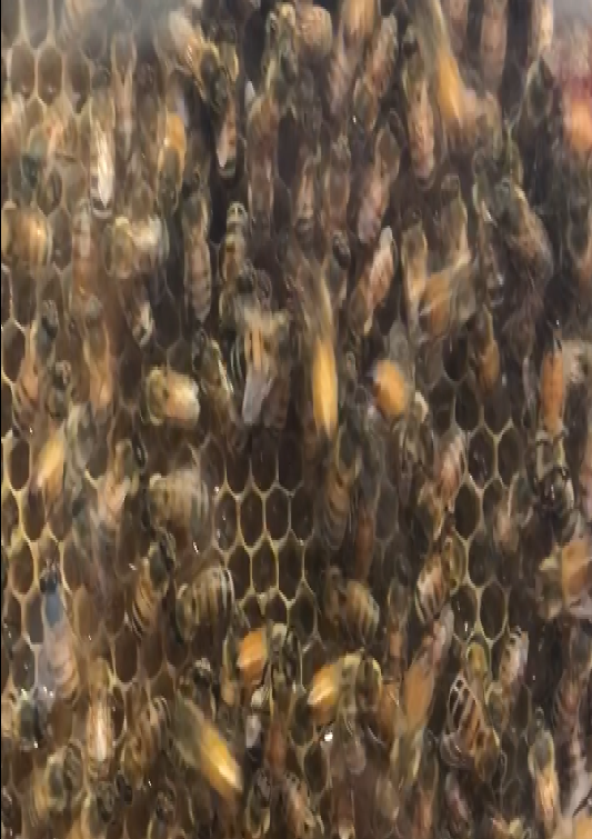 f:id:ahira0211:20190426133741p:plain f:id:ahira0211:20190426133741p:plain