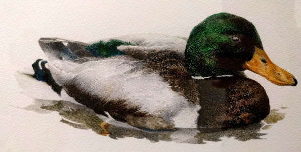 f:id:ahiru8usagi:20170122221127j:plain