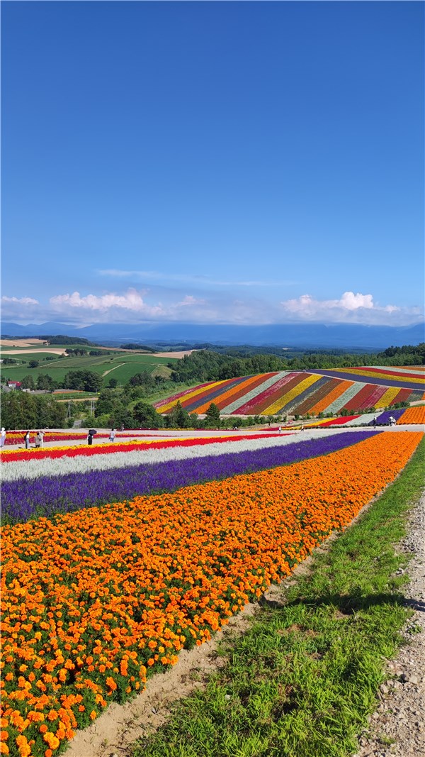 美瑛町、四季彩の丘、フラワーガーデン、縦