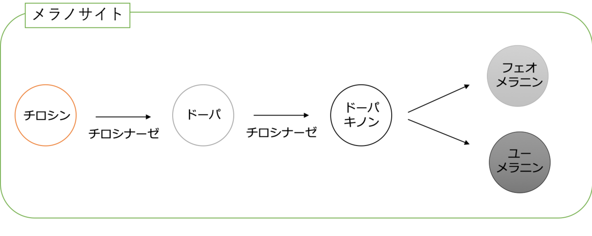 メラニンの作られ方