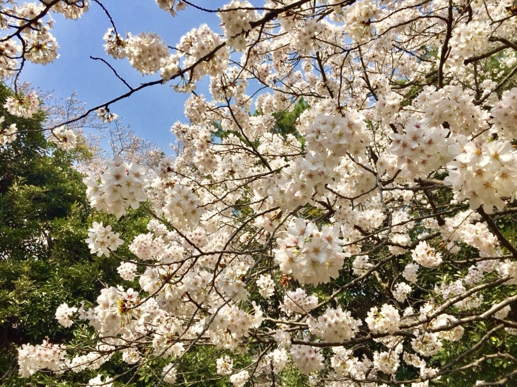 f:id:ahirugirl:20180331232734j:plain