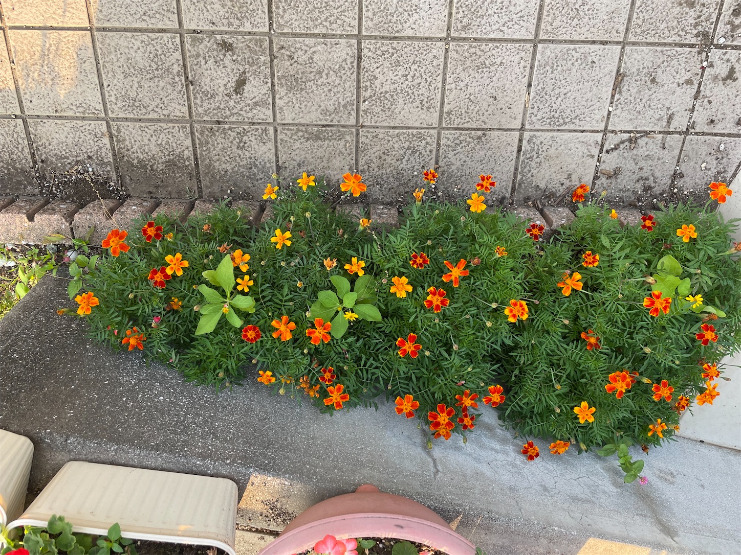 f:id:ahirunex:20220610073635j:image