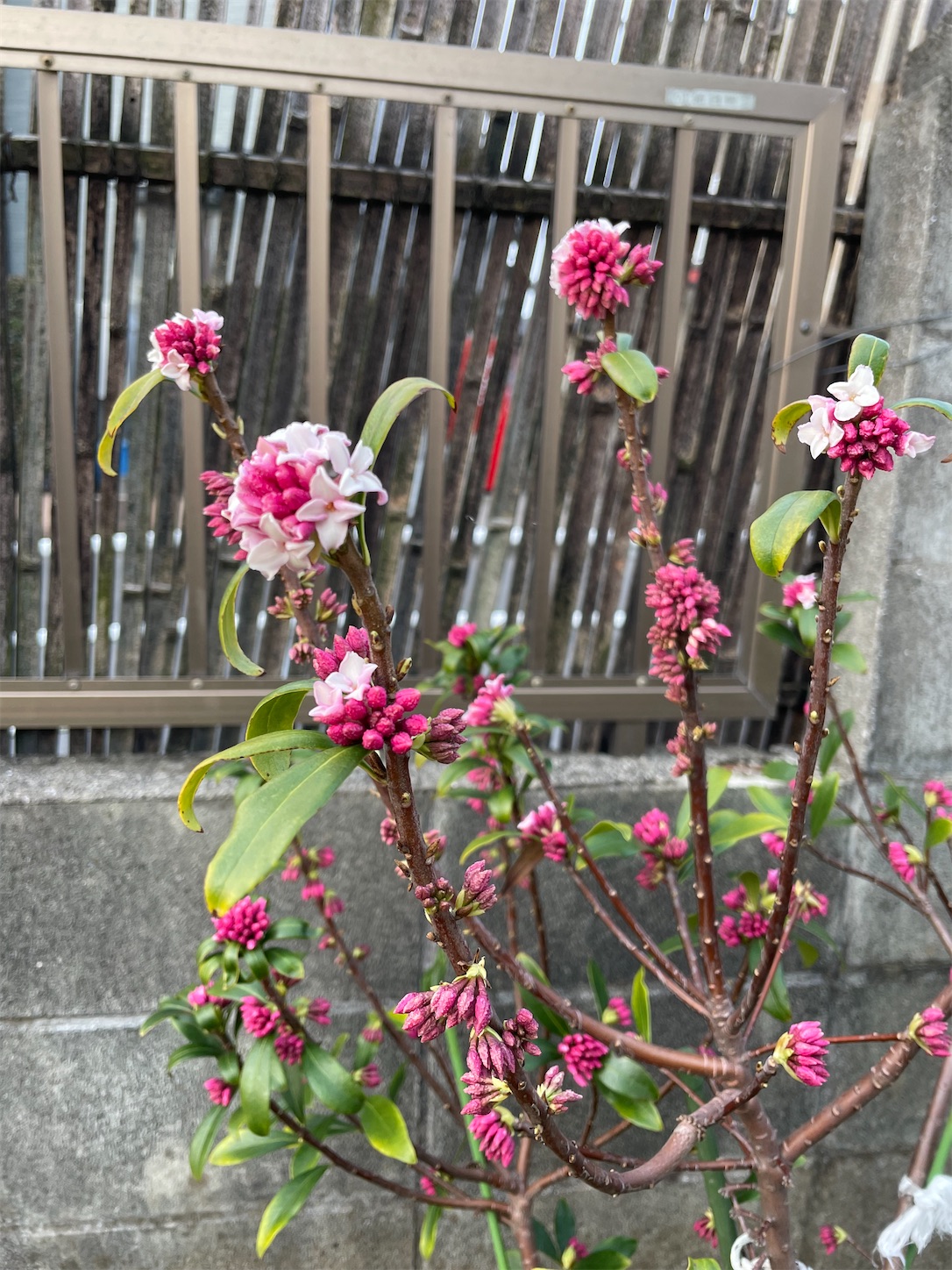 f:id:ahirunex:20230304102757j:image