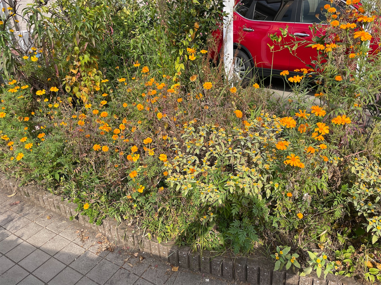 f:id:ahirunex:20231105151041j:image f:id:ahirunex:20231105151041j:image