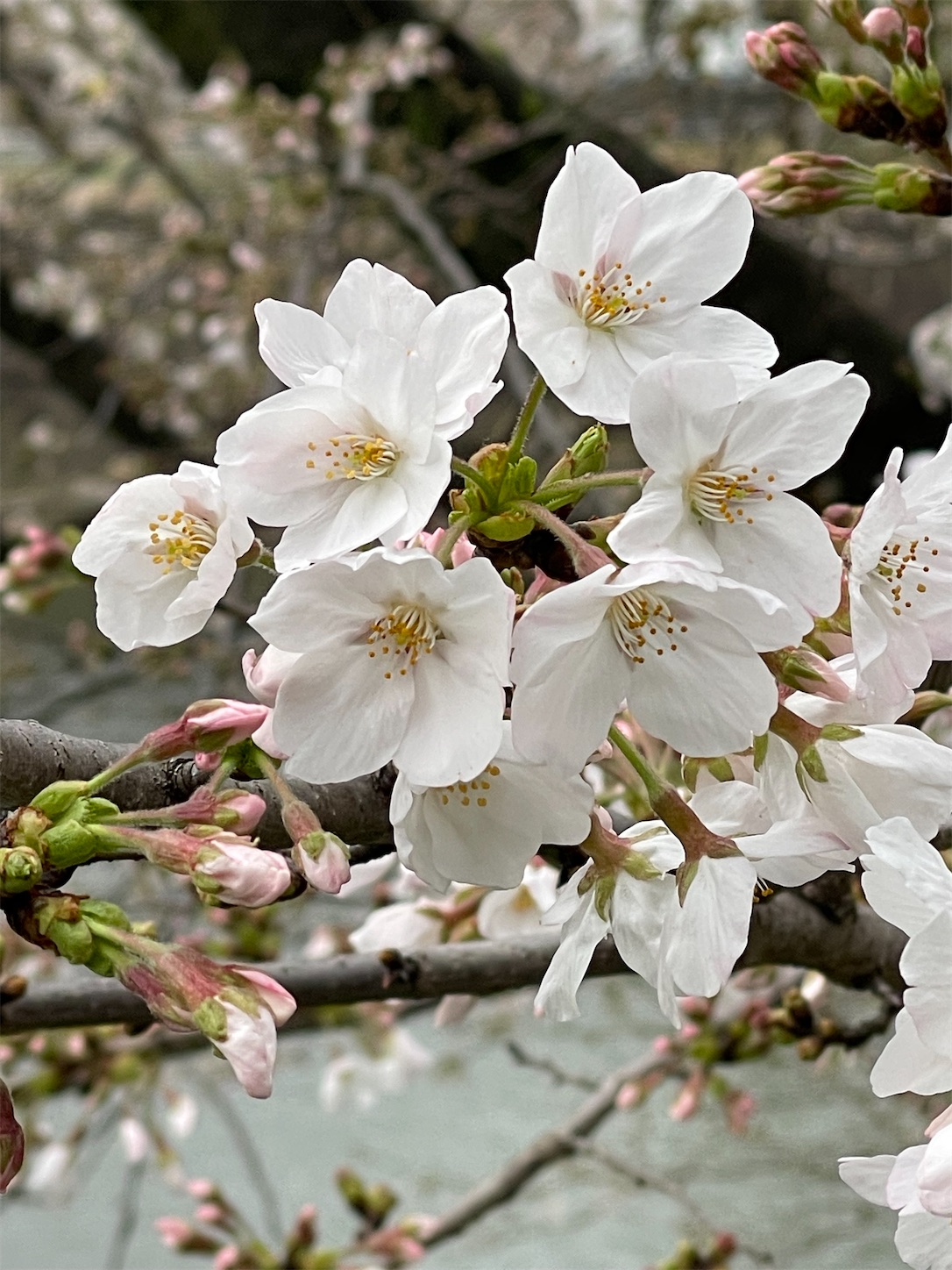 f:id:ahirunex:20240328074248j:image f:id:ahirunex:20240328074248j:image