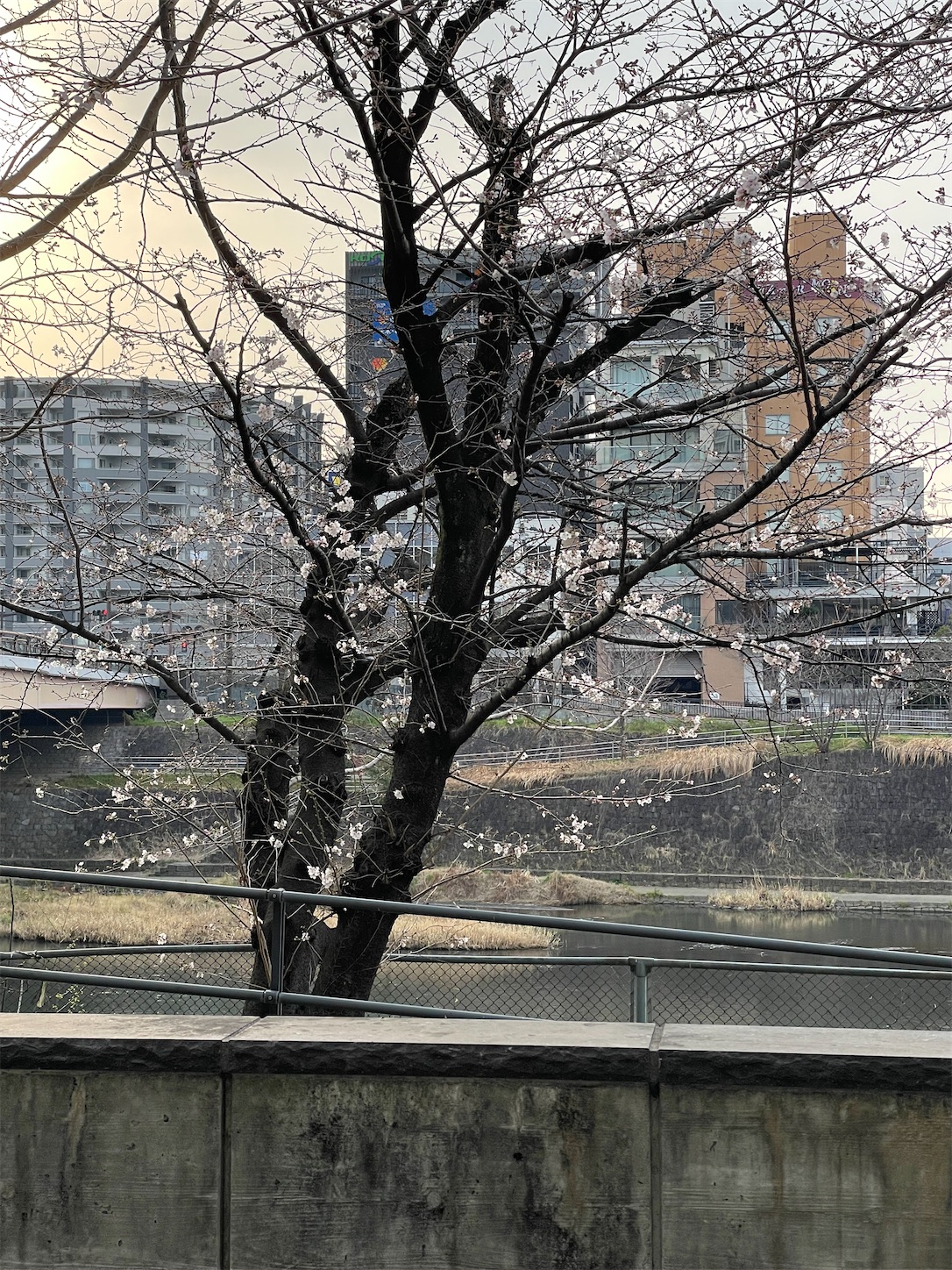 f:id:ahirunex:20250324080227j:image