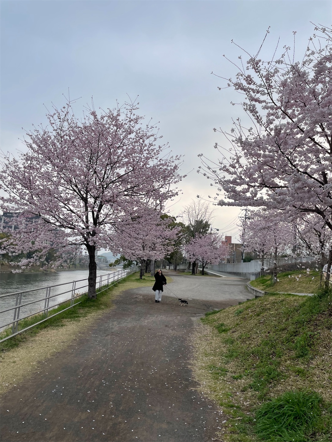 f:id:ahirunex:20250326074115j:image
