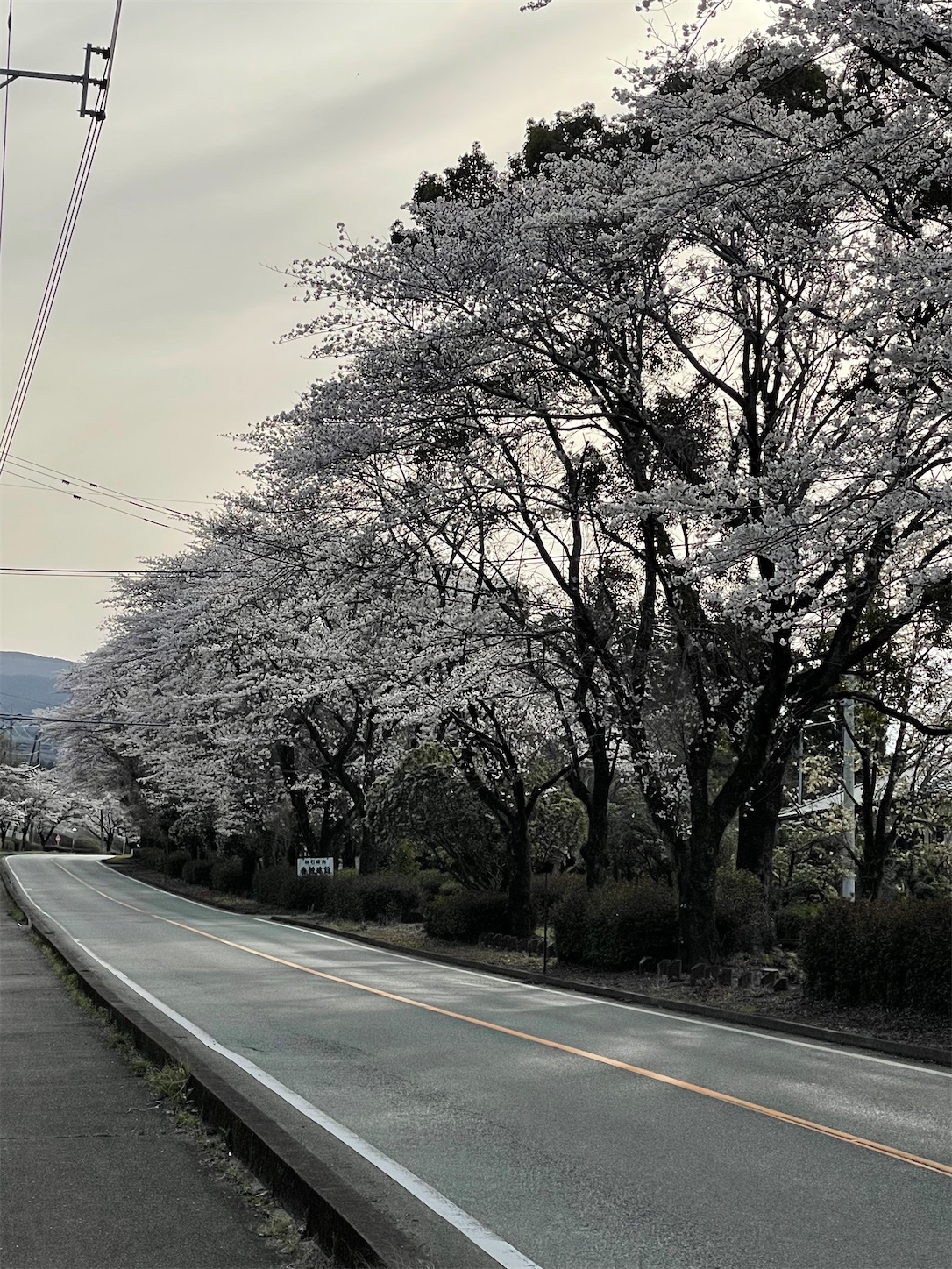 f:id:ahirunex:20250330093304j:image