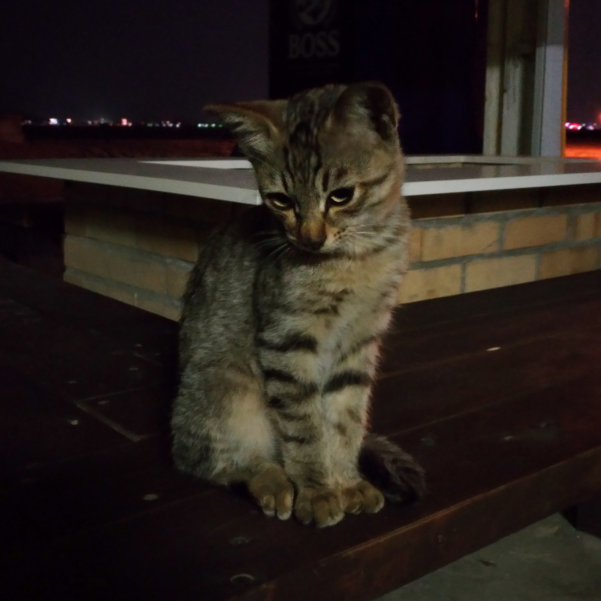 f:id:ahirutoinu:20190530153359j:plain