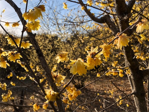 f:id:ahkan:20190203213751j:image f:id:ahkan:20190203213751j:image